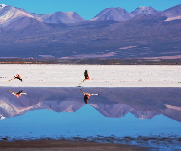 flamingo in Bolivia